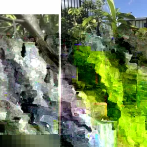 Annona Muricata Graviola Soursop Guanabana Live Fruit Tree 12-16 Inches Tall Outdoor Tropical - Image 4