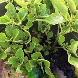 African Potato Mint Live Plant - 3 Plants in Cup, 5-8