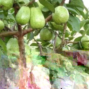 Guava Fruit Tree Live Plant, 9-15 inches Tall - Tropical & Delicious Edible Fruit - Image 3