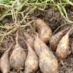 10 White Sweet Potato Slips - Asian Khoai Cuttings for Growing Edible Plants - Image 4