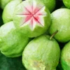 Pink Guava Fruit Tree Plant – Live Tropical Fruit Plant, 9-12 Inches Tall - Image 1