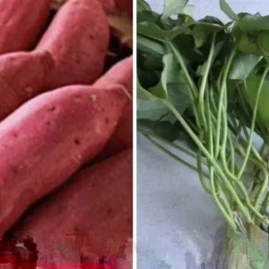 10 Red Japanese Sweet Potato Cuttings - Organic, Ready to Plant Slips - Image 5