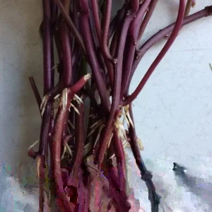 10 Orange Sweet Potato Slips - Copper Jewel Cuttings for Planting - Image 2