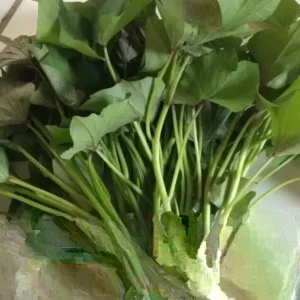 Variety Sweet Potato Slips - 15 Count Beauregard, Japanese White, Purple - Image 4