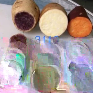 Sweet Potato Slips - 15 Count Mixed Variety: Okinawa, White, Orange - Image 2