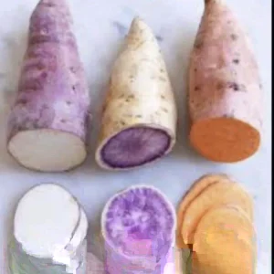 Sweet Potato Slips Variety Pack - 15 Cuttings - Red Japanese, Okinawa, Beauregard for Planting - Image 2