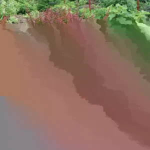 Aronia Black Chokeberry Cuttings - Set of 12 Unrooted Shrubs for Planting Outdoor - Image 2