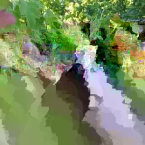 Jostaberry Orus 8 Gooseberry Bush Cuttings - Set of 12 Unrooted for Planting - Image 4