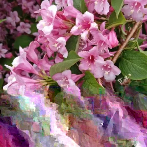 Weigela Florida Live Plant – Pink & White Flowers – Outdoor Shrub – 4+ Inches Tall - Image 2