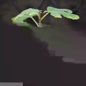 Chicago Hardy Fig Live Plant - Ficus carica - 14+ Inches Tall - Edible Fruit - Indoor/Outdoor - Image 3