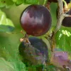 Jostaberry Orus 8 Live Plant - Gooseberry Black Currant Bush 12+ Inches Tall - Image 1