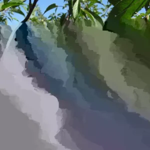 Wild Plum Tree Live Plant (Prunus spp.) - Set of 2 - 18+ Inches Tall - Outdoor - Image 3