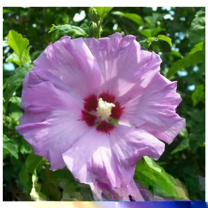 Rose of Sharon Plant Cuttings - White or Purple Flowering Shrubs - Set of 10 Unrooted - Image 4
