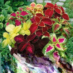 Coleus Jazz Combo Mix Seeds - 100 Seeds, Green & Purple, Indoor/Outdoor - Image 1