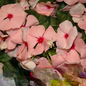 Vinca Sunsplash Apricot Seeds - 500 Seeds, Pink Flowering Annual for Outdoor - Image 2