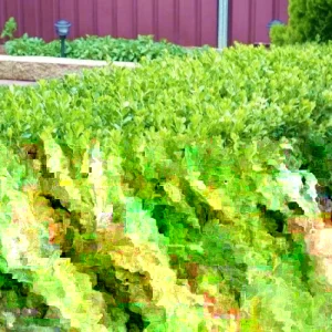 Japanese Boxwood Cuttings - Set of 12 Unrooted for Bush & Hedge Planting, Outdoor, Green - Image 4