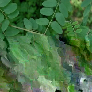 False Indigo Plant Live (Amorpha fruticosa) – 12 to 16 Inches Tall – Outdoor Shrub - Image 3