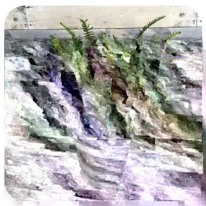 Kimberly Queen Fern Live Plant - 4 Inch Pot - Indoor & Outdoor Green Fern - Image 2