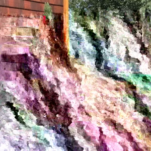 Dwarf Alberta Spruce Picea glauca 'Conica' Live Starter Plant 4+ Inches - Image 2