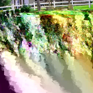 Green Mountain Boxwood Live Plant - 12+ Inches, Outdoor Shrub - Image 3