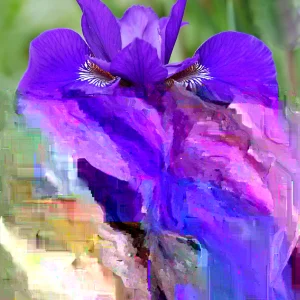 Siberian Iris Live Plant – Starter Plants – Set of 3 Well-Rooted Perennials – Outdoor - Image 1