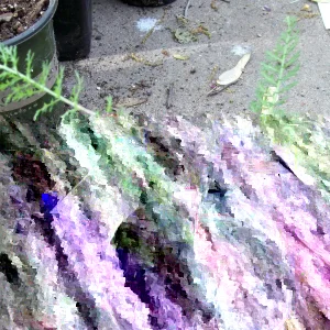 Mixed Color Yarrow Live Bare Root Plants - Set of 3 Perennial Herb Outdoor - Image 2