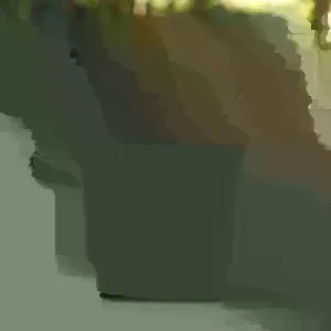 Vinca Tattoo Raspberry Seeds - 500 Count - Purple Flowering Annual - Full Sun Outdoor - Image 1