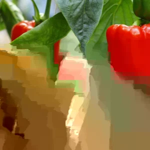 Sweet Basket Red Pepper Seeds - 1000 Count, Annual Vegetable Seeds Outdoor - Image 2