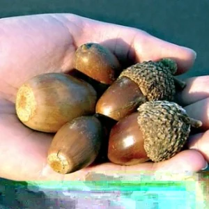 Swamp Chestnut Oak Tree Live Plant (Quercus michauxii) 12-24 Inches Tall - Outdoor Deciduous - Image 1