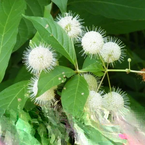 Buttonbush Live Plant Cephalanthus occidentalis 16+ Inches Tall - Set of 2 Outdoor Shrub - Image 3