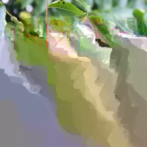 Mixed Hickory Starter Tree Live Plant 12-24 Inches Tall Outdoor - Image 1