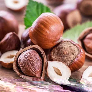 American Hazelnut Tree Seeds (Corylus americana) - 12+ Float Tested Seeds for Planting - Image 3