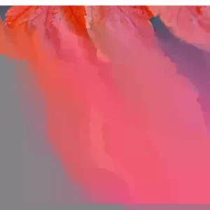 Red Maple 'October Glory' Live Bare Root Tree - 12+ Inches - Outdoor - Image 3