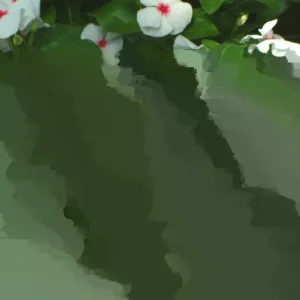 Vinca Sunsplash White with Eye Seeds - 500 Count - Annual Flowering Plant Seeds - Image 4