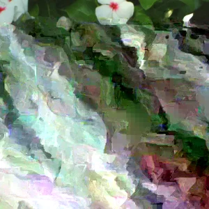 Vinca Sunsplash White with Eye Seeds - 500 Count - Annual Flowering Plant Seeds - Image 2