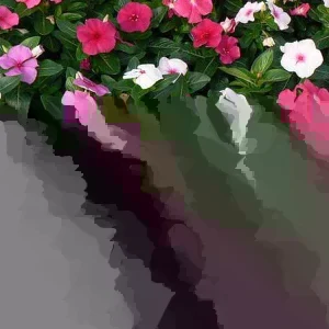 Vinca Higro F-1 Mix GL Seeds - 100 Count, Pink, Purple, White Annual Flowering - Image 3