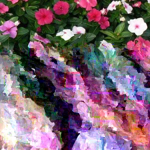 Vinca Higro F-1 Mix GL Seeds - 100 Count, Pink, Purple, White Annual Flowering - Image 2