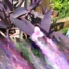 Purple Heart Wandering Jew Plant - Live Rooted Tradescantia Pallida - Indoor Houseplant - Image 1
