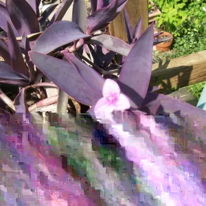 Purple Heart Wandering Jew Plant - Live Rooted Tradescantia Pallida - Indoor Houseplant - Image 4