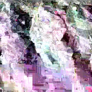 Bradford Pear Tree Live Plant Seedling - Pyrus Calleryana 4-8 Inches Tall (Set of 2) - Image 1