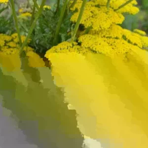 Firefly Sunshine Yellow Yarrow Live Perennial Plant - 6+ Inches Tall, Outdoor, Set of 2 - Image 3