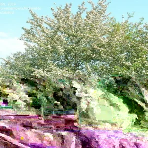 Green Hawthorn Tree Live Starter Plants - 16 to 24 Inches Tall, Set of 2 - Image 2