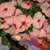 Vinca Sunsplash Apricot GL Seeds - 1000 Periwinkle Flower Seeds - Pink Blooms - Image 1