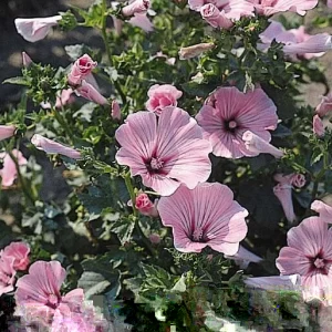 Rose Mallow Live Plant, Hibiscus moscheutos, 20+ Inches Tall, Set of 2 Outdoor Shrubs - Image 2
