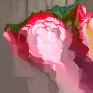 Begonia Glory Hot Tip Rose Seeds - 1000 Count Flower Seeds for Indoor & Outdoor - Image 2