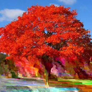 Northern Red Oak Live Plant - Quercus rubra Tree 18-24 Inches Outdoor Deciduous - Image 3