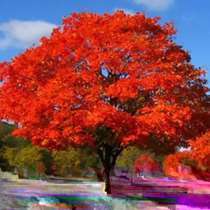 Bradford Pear Tree Live Plant Seedling - Pyrus Calleryana - 4-8 Inches Tall - Outdoor - Image 3