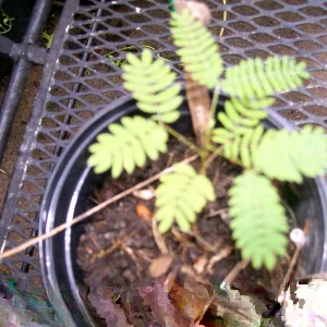 Mimosa Tree Seeds - Albizia julibrissin - 20 Seed Pack - Outdoor Flowering - Image 1