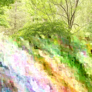 Eastern Redbud Tree (Cercis canadensis) Live Plants 16-24 Inches Tall - Set of 4 - Image 1