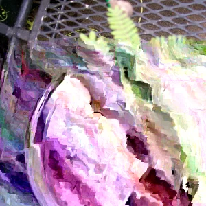 Mimosa Tree Seeds - 50 Count Pack - Outdoor Flowering Albizia julibrissin - Image 3